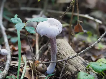 Vagevuurbos en Lippensgoed-Bulskampveld (België)